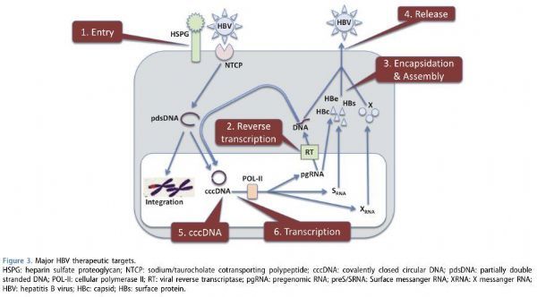 乙肝功能性治愈！強生/Arrowhead公布RNAi藥物JNJ