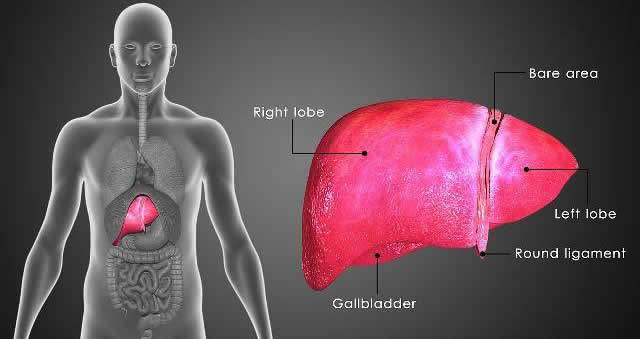 得了乙肝需要知道的知識